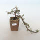 Outdoor bonsai-irga pozioma-Rockrose - 1/3
