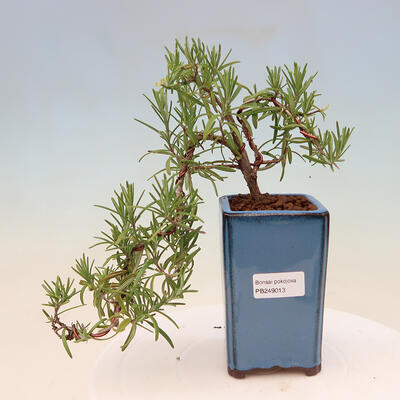 Kryte bonsai - Rozmaryn-Rosmarinus officinalis - 1