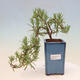 Kryte bonsai - Rozmaryn-Rosmarinus officinalis - 1/3