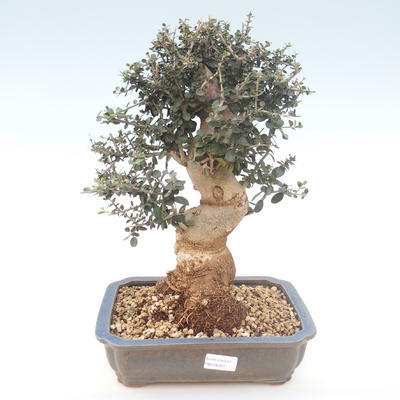 Kryty bonsai - Olea europaea sylvestris -Oliva Europejski mały liść PB2192027