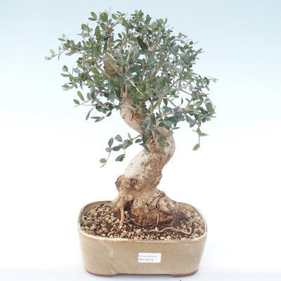 Kryty bonsai - Olea europaea sylvestris -Oliva Europejski mały liść PB2192029
