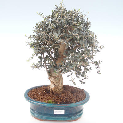 Kryty bonsai - Olea europaea sylvestris -Oliva Europejski mały liść PB2192032 - 1