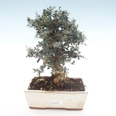 Kryty bonsai - Olea europaea sylvestris -Oliva Europejski mały liść PB2192033 - 1
