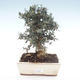 Kryty bonsai - Olea europaea sylvestris -Oliva Europejski mały liść PB2192033 - 1/6