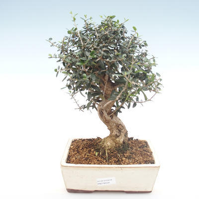 Kryty bonsai - Olea europaea sylvestris -Oliva Europejski mały liść PB2192034 - 1