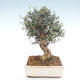 Kryty bonsai - Olea europaea sylvestris -Oliva Europejski mały liść PB2192034 - 1/6