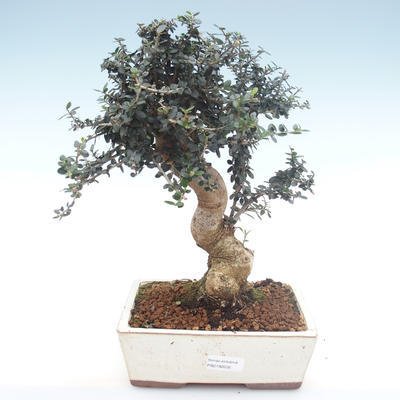 Kryty bonsai - Olea europaea sylvestris -Oliva Europejski mały liść PB2192035 - 1