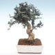 Kryty bonsai - Olea europaea sylvestris -Oliva Europejski mały liść PB2192035 - 1/6