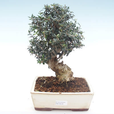 Kryty bonsai - Olea europaea sylvestris -Oliva Europejski mały liść PB2192036 - 1