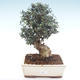 Kryty bonsai - Olea europaea sylvestris -Oliva Europejski mały liść PB2192036 - 1/6