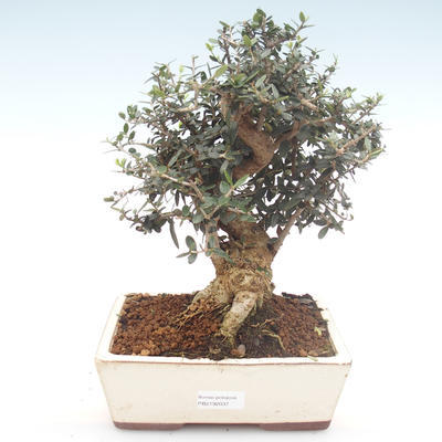 Kryty bonsai - Olea europaea sylvestris -Oliva Europejski mały liść PB2192037 - 1