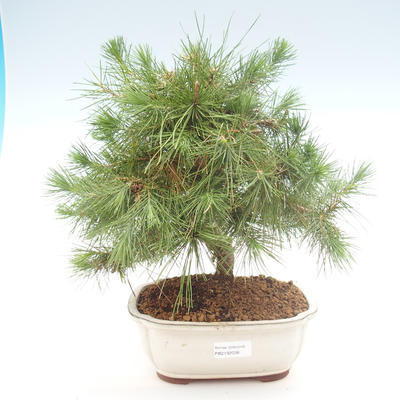 Kryty sosna bonsai-Pinus halepensis-Aleppo PB2192038