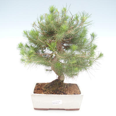 Indoor bonsai-Pinus halepensis-Aleppo sosna PB2192039