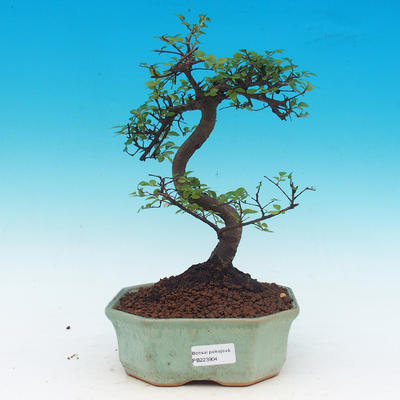bonsai Room - Ulmus parvifolia - Malolistý wiąz - 1
