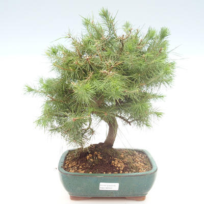 Indoor bonsai-Pinus halepensis-Aleppo sosna PB2192040