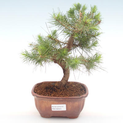 Kryty sosna bonsai-Pinus halepensis-Aleppo PB2192043