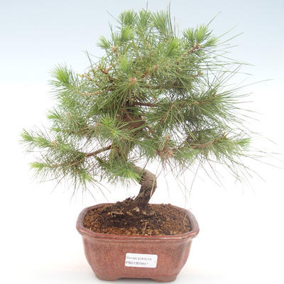 Kryty sosna bonsai-Pinus halepensis-Aleppo PB2192044