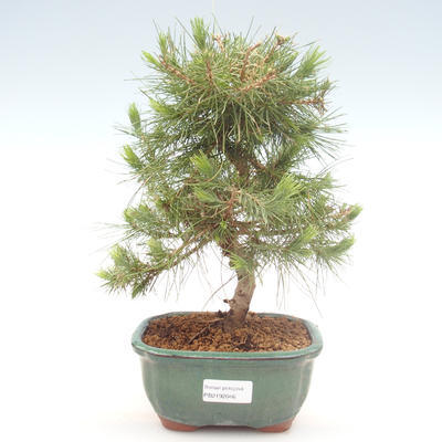 Indoor bonsai-Pinus halepensis-Aleppo sosna PB2192046