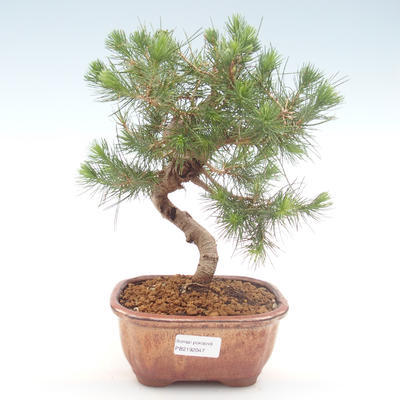 Kryty sosna bonsai-Pinus halepensis-Aleppo PB2192047