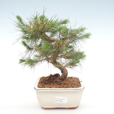 Indoor bonsai-Pinus halepensis-Aleppo sosna PB2192048