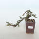 Outdoor bonsai-irga pozioma-Rockrose - 1/3