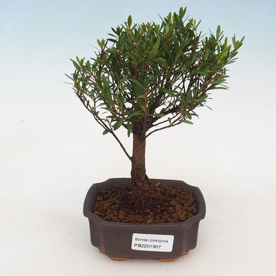 Kryty bonsai Syzygium -Pimentovník - 1