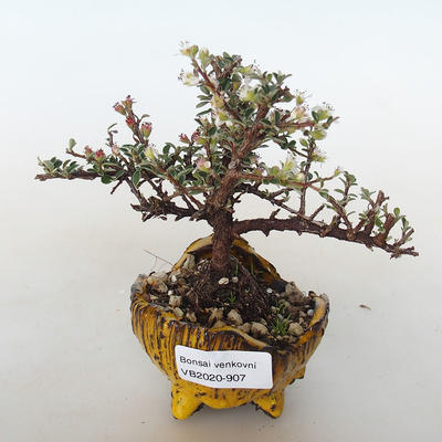 Outdoor bonsai-irga pozioma-Rockrose - 1