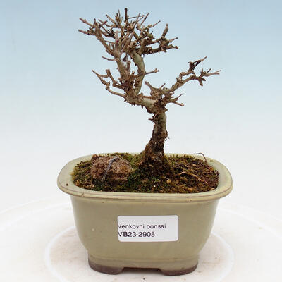 Outdoor bonsai - Ligustrum obtusifolium - Dziób ptasi o matowych liściach - 1