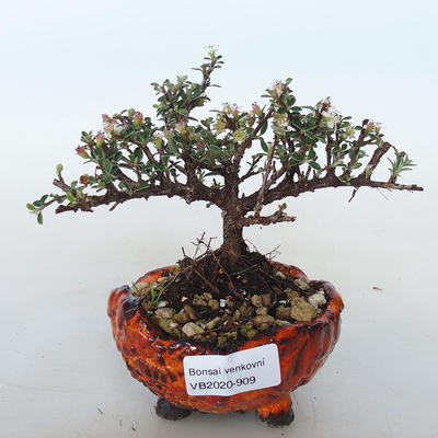 Outdoor bonsai-irga pozioma-Rockrose