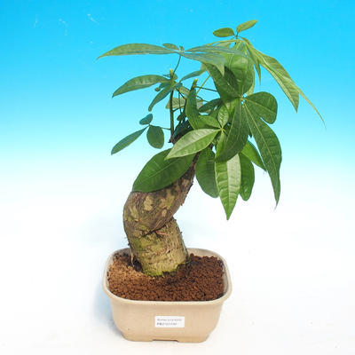 Pokój bonsai - woda Pachira