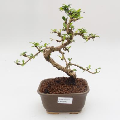 Pokój bonsai - Carmona macrophylla - Tea fuki - 1