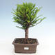 Outdoor bonsai - Taxus bacata - Cis czerwony - 1/3