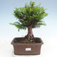 Outdoor bonsai - Taxus bacata - Cis czerwony - 1/3