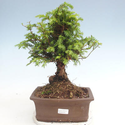 Outdoor bonsai - Taxus bacata - Cis czerwony - 1