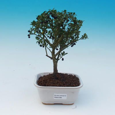 Pokój bonsai - Ilex crenata - Holly - 1