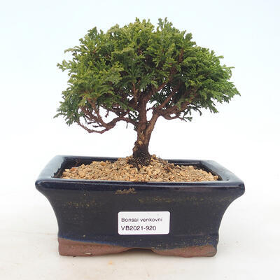 Outdoor bonsai - Cyprys grochowy - Chamacyparys pisifera TSUKUMO - 1