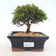 Outdoor bonsai - Cyprys grochowy - Chamacyparys pisifera TSUKUMO - 1/2