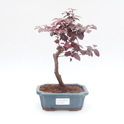 Pokój bonsai - Loropelatum chinensis