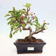 Outdoor bonsai - Malus sargentii - Drobnoowocowa jabłoń - 1/6