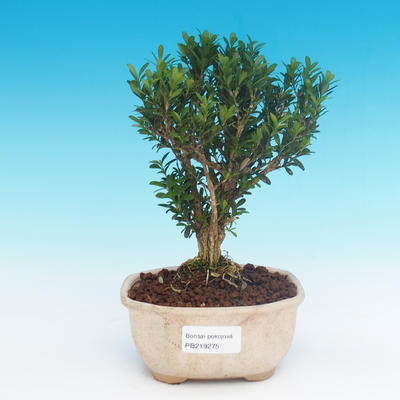 Pokój bonsai - Buxus harlandii - korek buxus - 1