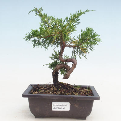 Outdoor bonsai - Juniperus chinensis Itoigawa-chiński jałowiec - 1