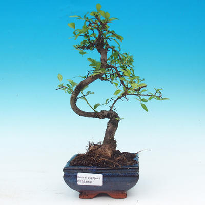 Pokój bonsai - Ulmus parvifolia - Lesser Elm - 1
