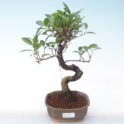 Kryty bonsai - kimono Ficus - ficus mały liść PB2191935