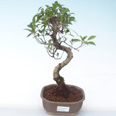 Kryty bonsai - kimono Ficus - figowiec mały liść PB2191937