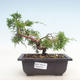 Outdoor bonsai - Juniperus chinensis Itoigawa-chiński jałowiec - 1/4