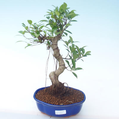Kryty bonsai - Ficus retusa - ficus mały liść PB2191913 - 1