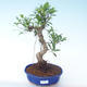 Kryty bonsai - Ficus retusa - ficus mały liść PB2191913 - 1/2