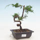 Outdoor bonsai - Juniperus chinensis Itoigawa-chiński jałowiec - 1/3