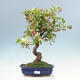 Outdoor bonsai -Malus Halliana - owocach jabłoni - 1/5