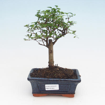 Kryty bonsai -Ligustrum retusa - Privet PB2191944 - 1